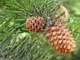 Picea ajanensis