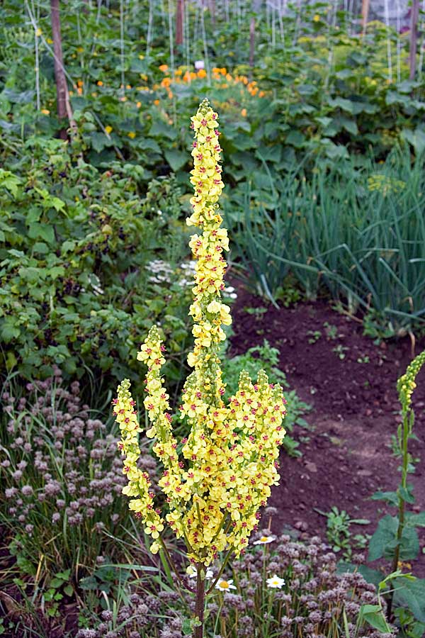 Изображение особи Verbascum nigrum.