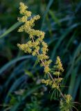 род Galium