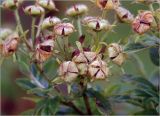 Dasiphora fruticosa. Отцветшие цветки. Московская обл., Раменский р-н, окр. дер. Хрипань, садовый участок. 17.10.2024.
