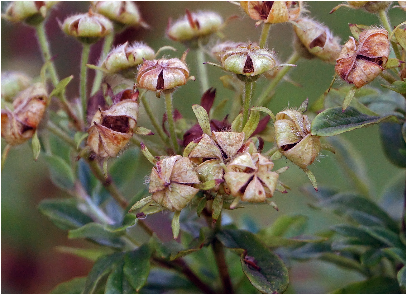 Изображение особи Dasiphora fruticosa.