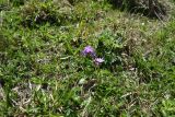 Primula algida