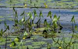Sagittaria sagittifolia