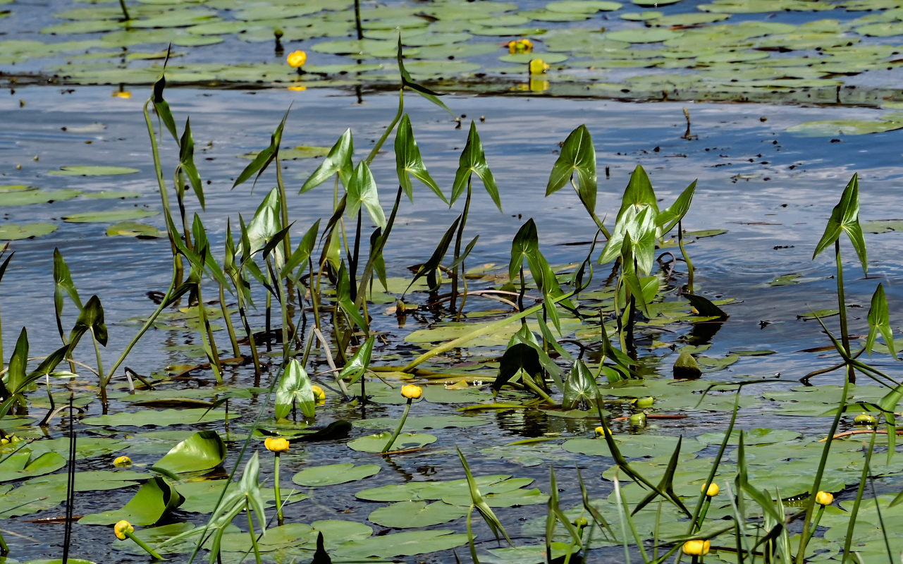 Изображение особи Sagittaria sagittifolia.