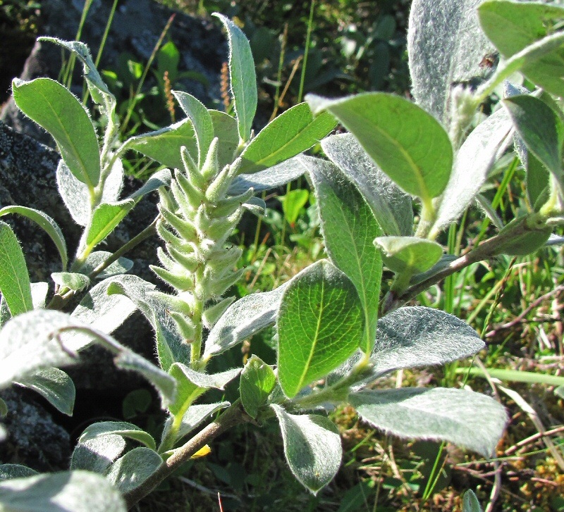Image of Salix glauca specimen.
