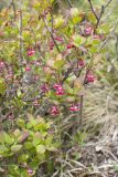 Vaccinium uliginosum