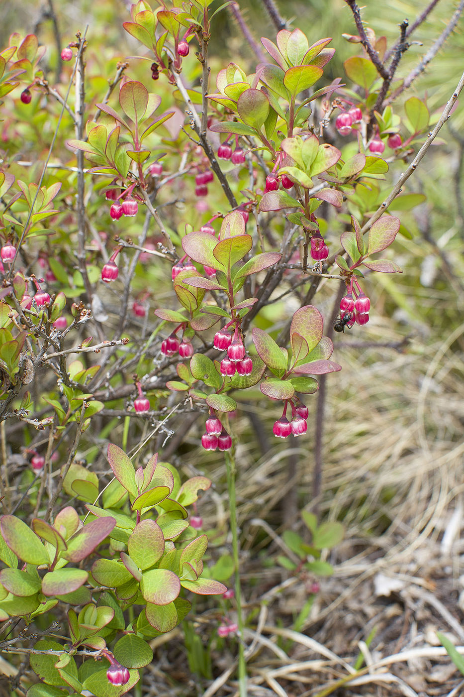 Image of Vaccinium uliginosum specimen.