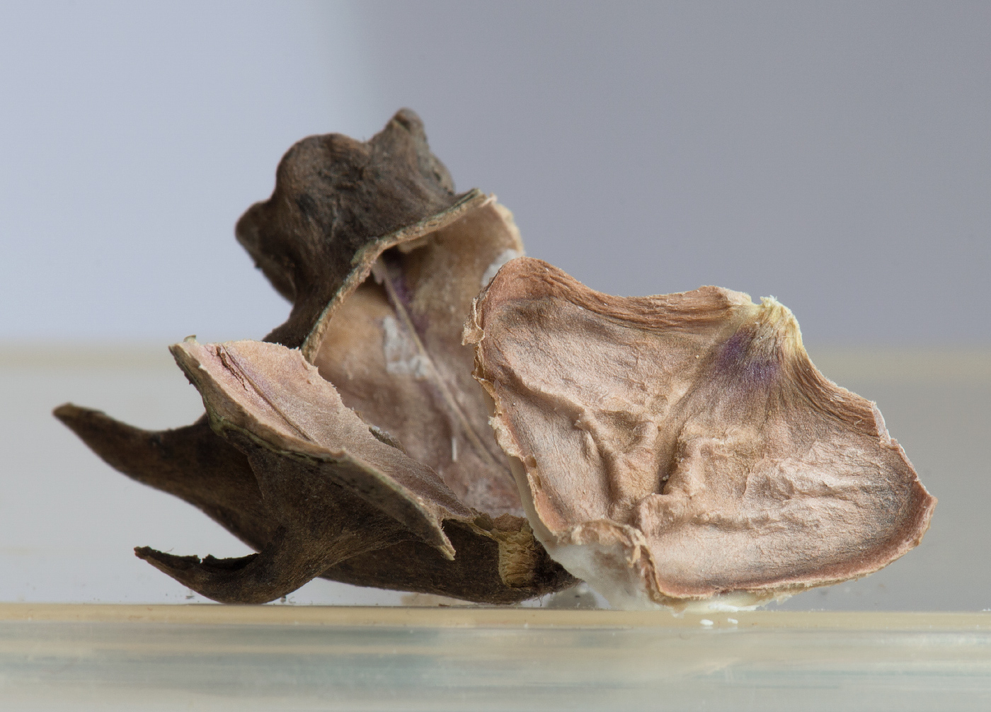 Image of Trapa natans specimen.