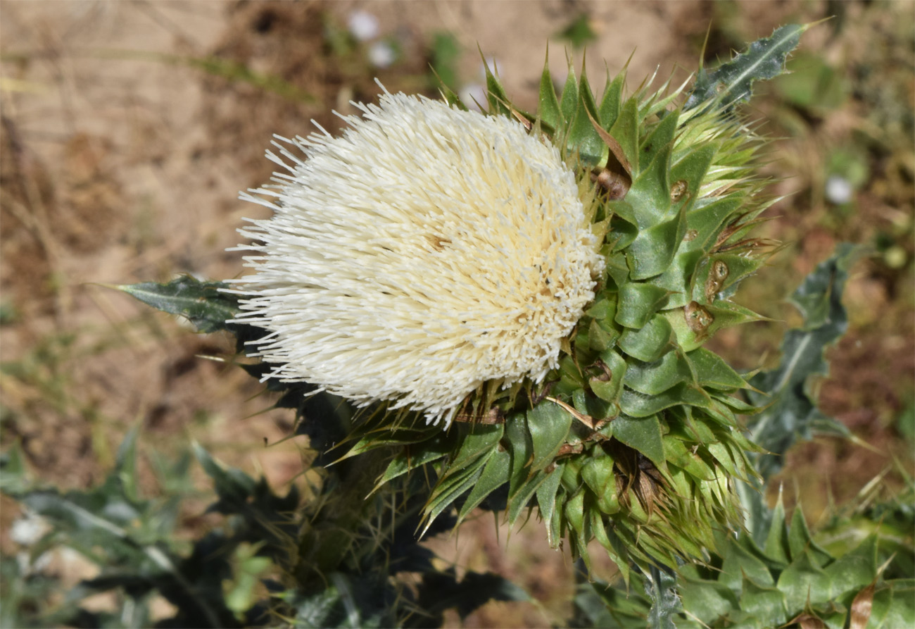 Image of Carduus coloratus specimen.