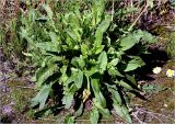 genus Rumex. Вегетирующее растение в сообществе с Sonchus (зубчатые листья). Московская обл., Раменский р-н, окр. ж.-д. платформы Хрипань, обочина дороги через залежь. 19.06.2024.