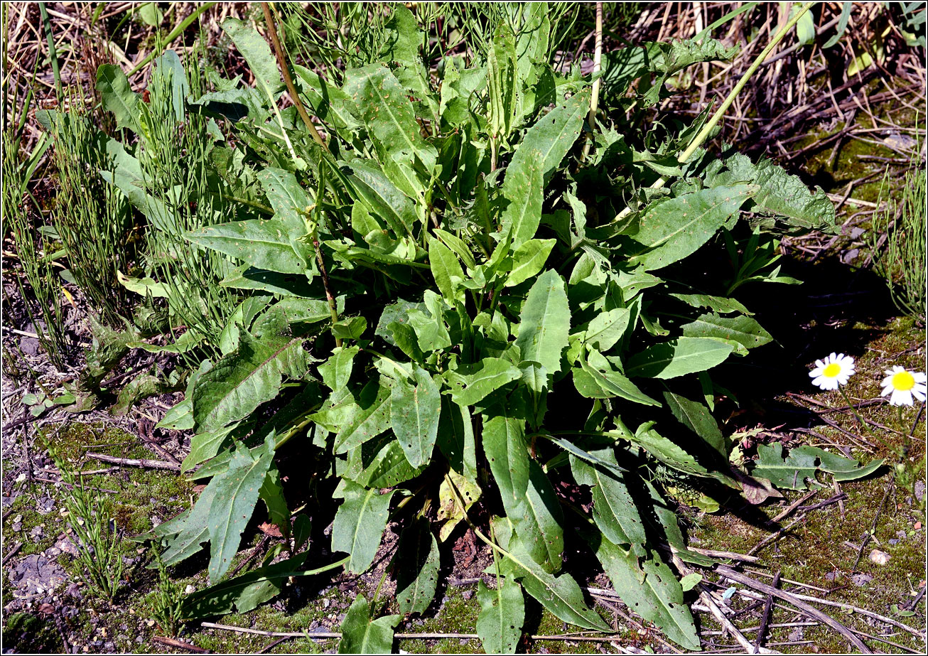 Изображение особи род Rumex.