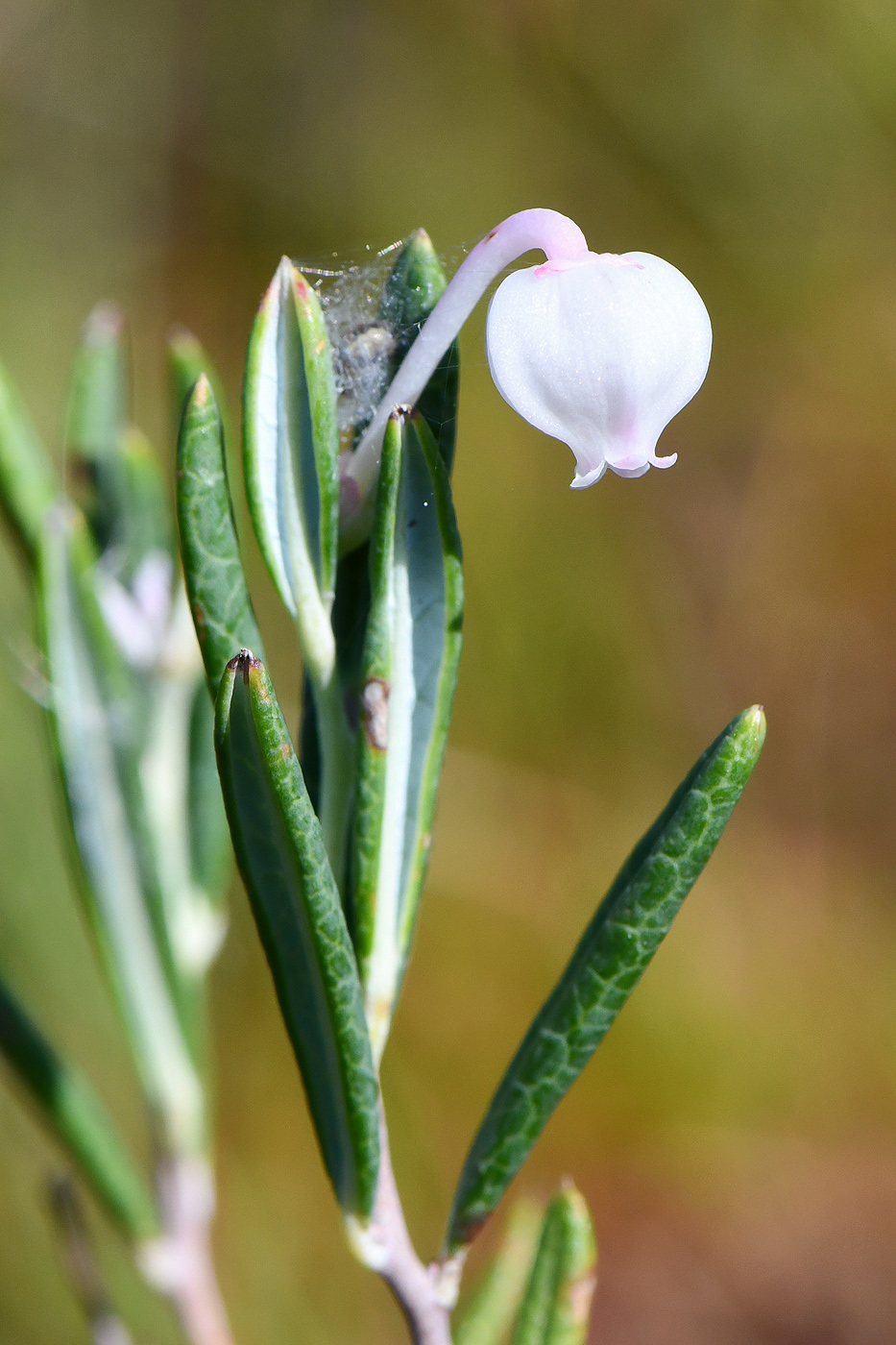 Image of Andromeda polifolia specimen.