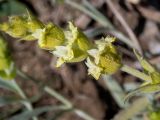 Sideritis catillaris