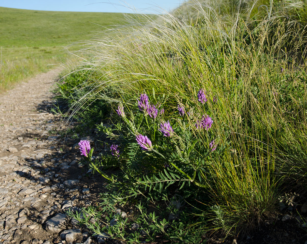 Изображение особи Astragalus onobrychis.