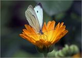 Calendula officinalis