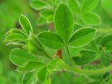 Chamaecytisus hirsutus. Верхушка молодого побега с разворачивающимися листьями. Украина, Закарпатская обл., Виноградов, Чёрная гора, на опушке дубравы из скального дуба. 5 мая 2008 г.