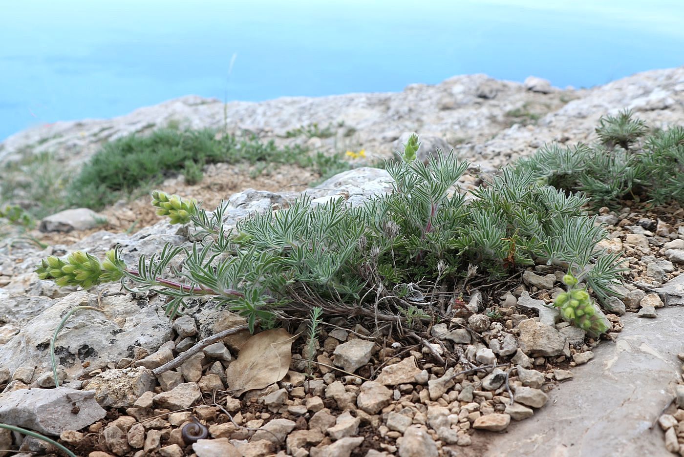 Изображение особи Salvia scabiosifolia.