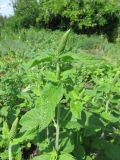 Teucrium hircanicum