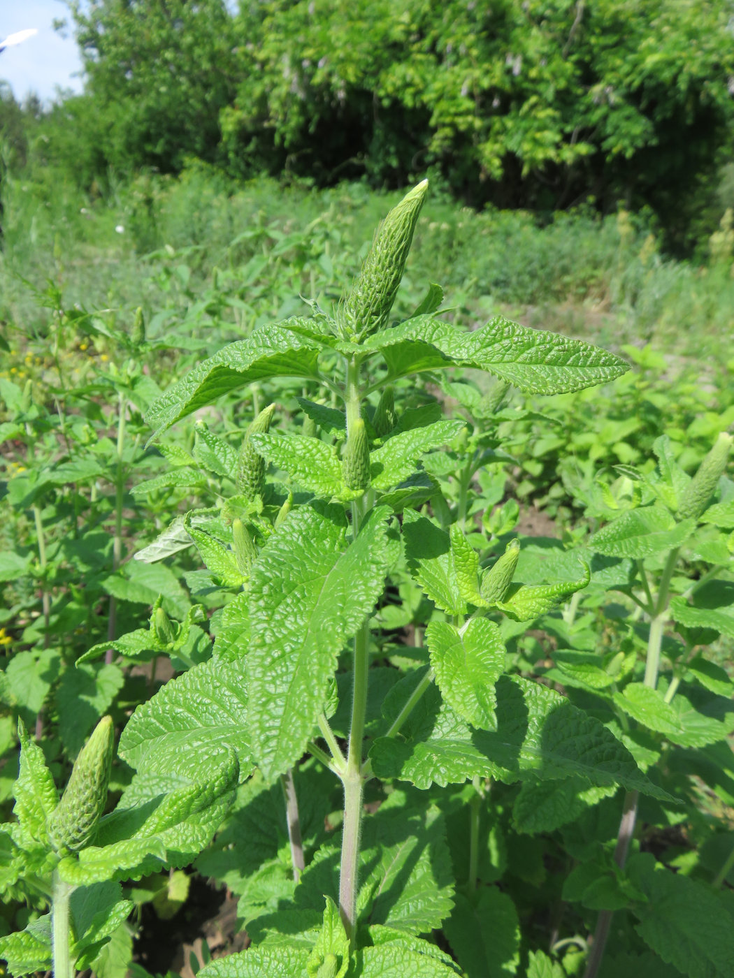 Image of Teucrium hircanicum specimen.