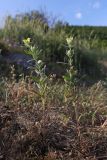 Helianthemum lasiocarpum
