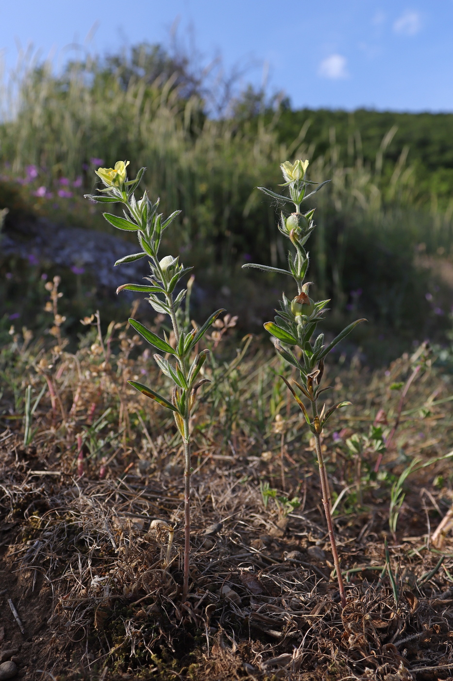 Image of Helianthemum lasiocarpum specimen.