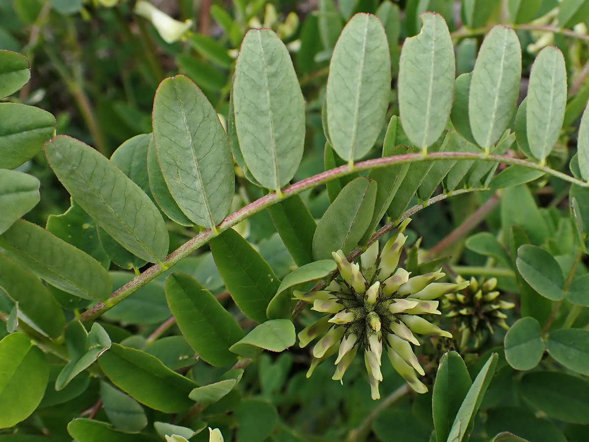 Image of Astragalus schelichowii specimen.