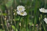Ixeridium gramineum