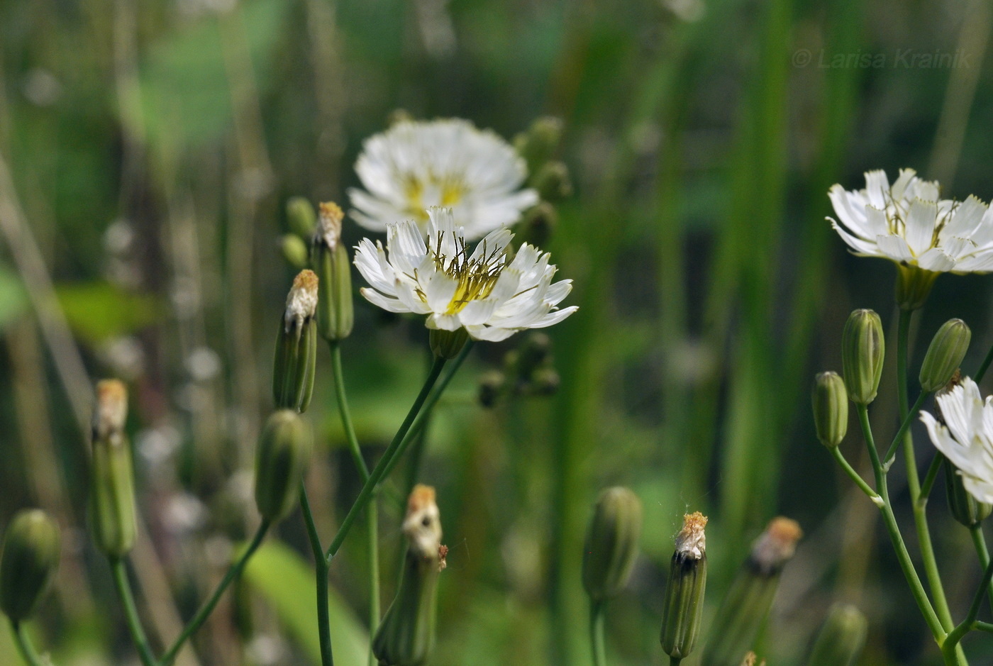 Image of Ixeridium gramineum specimen.