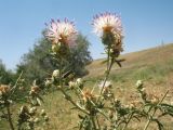 Centaurea iberica. Верхушка побега с соцветиями на разной стадии развития. Казахстан, Жамбылская обл., Жамбылский р-н; правый берег р. Аса, южное подножье бархана Кумтиын. 22 июня 2025 г.