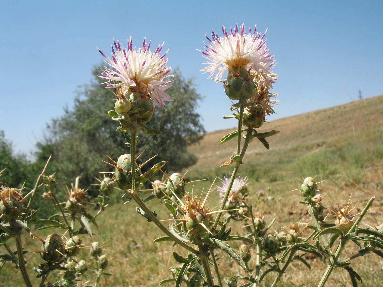 Image of Centaurea iberica specimen.