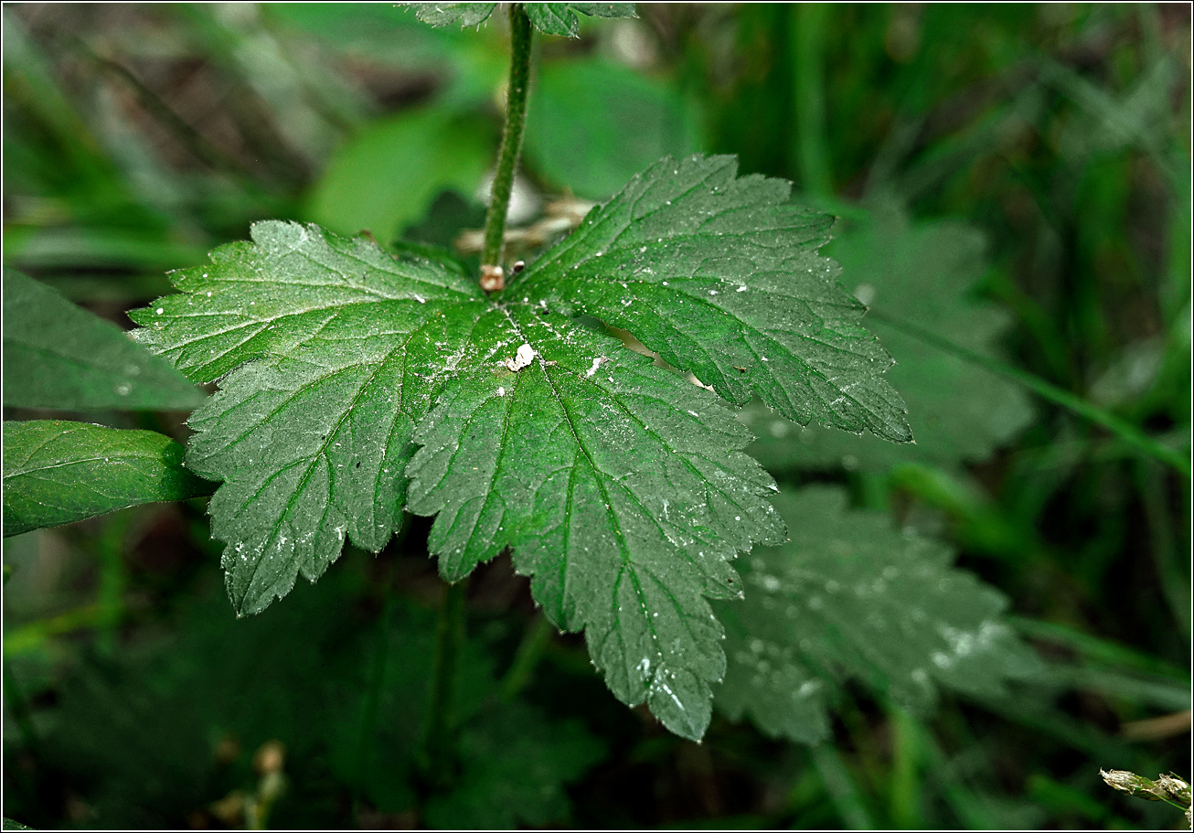 Изображение особи Geum urbanum.
