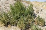 род Chenopodium
