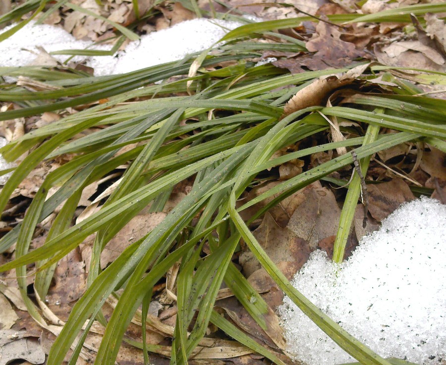 Изображение особи Carex pilosa.