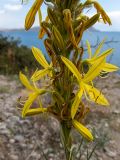 Asphodeline lutea