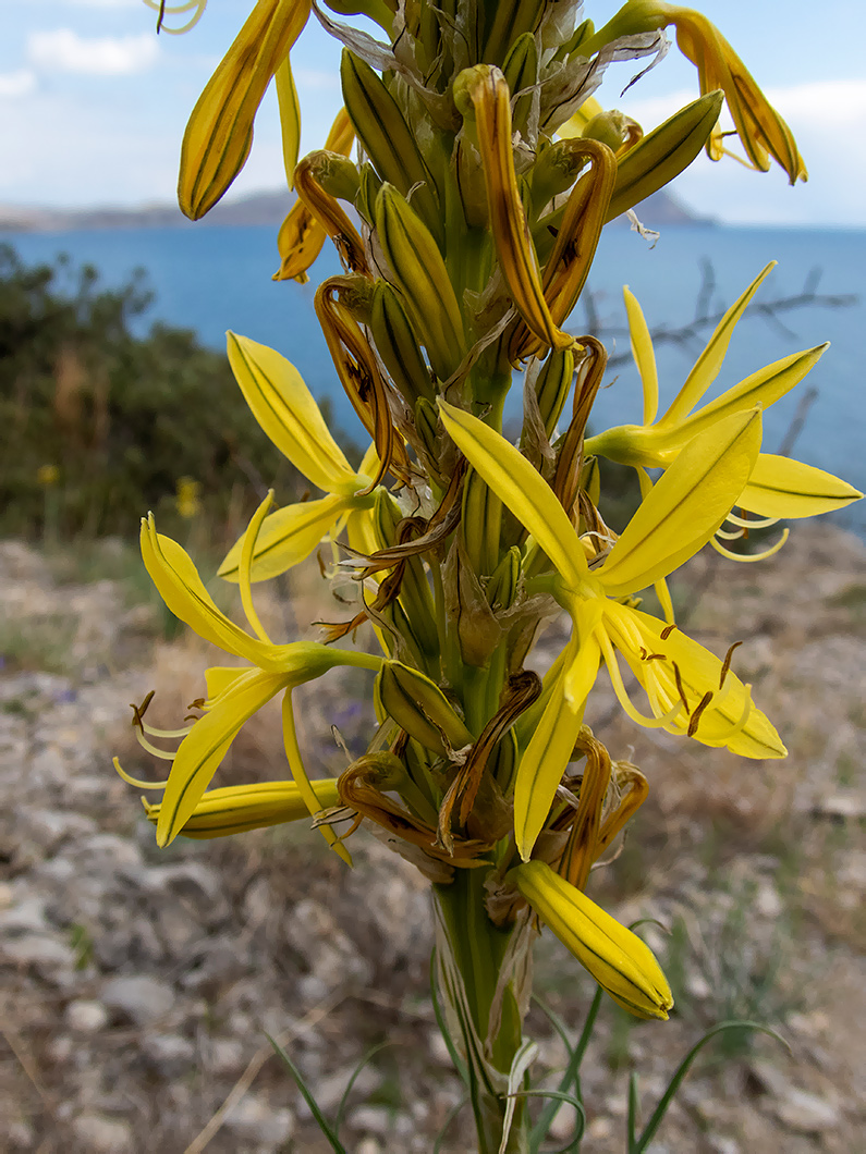 Изображение особи Asphodeline lutea.