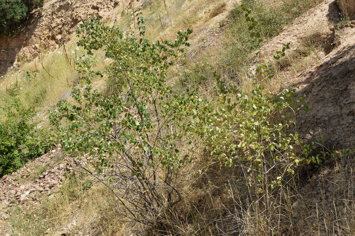 Изображение особи Lonicera nummulariifolia.