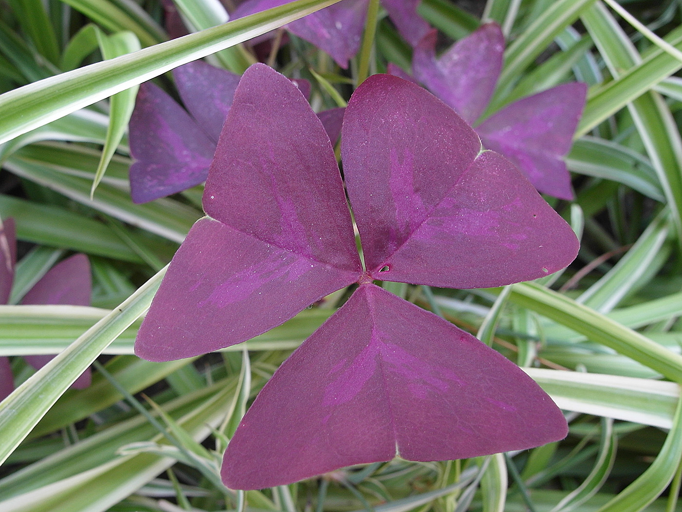 Image of Oxalis triangularis specimen.