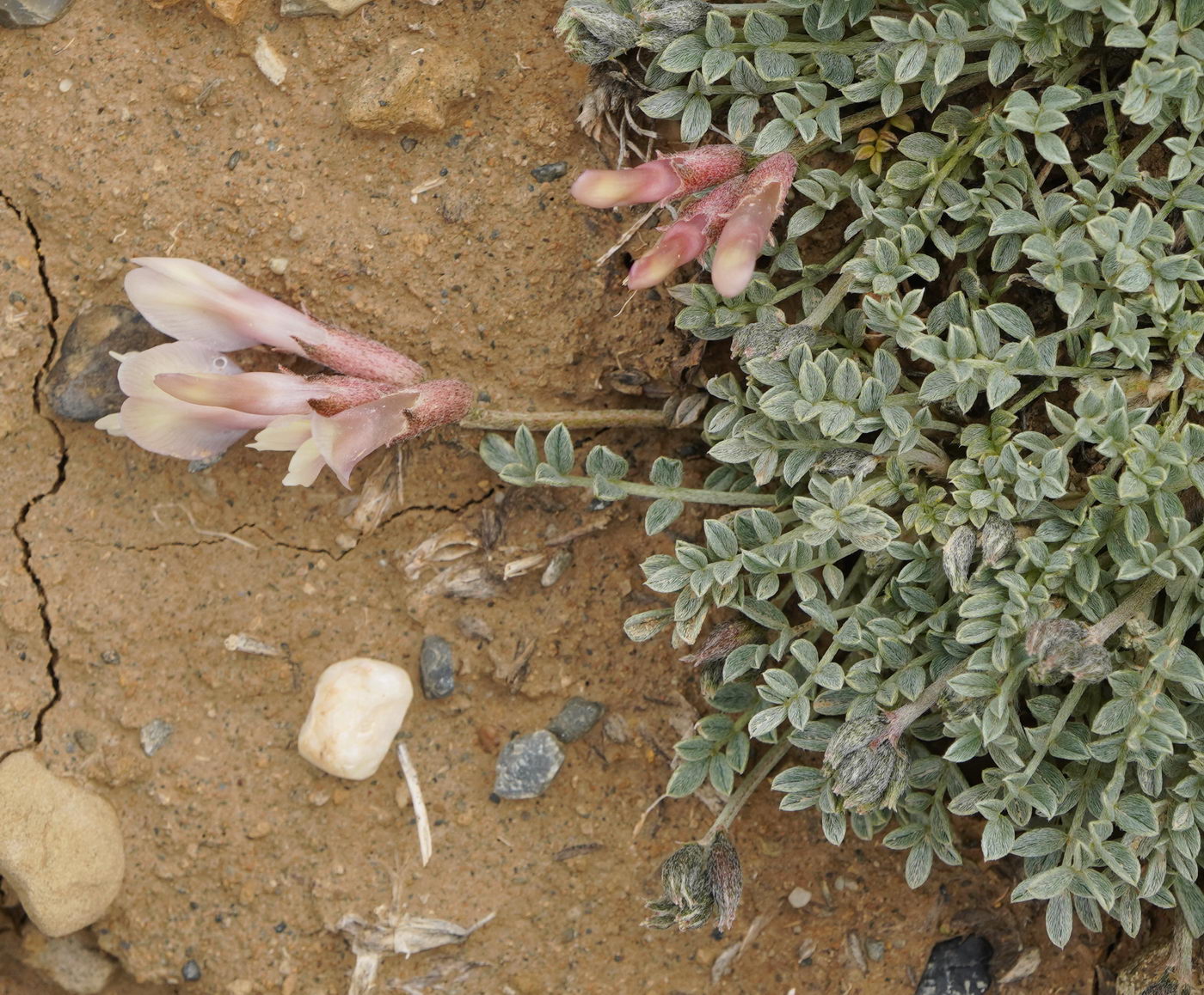 Image of genus Astragalus specimen.
