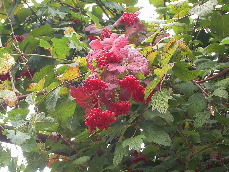 Image of Viburnum opulus specimen.