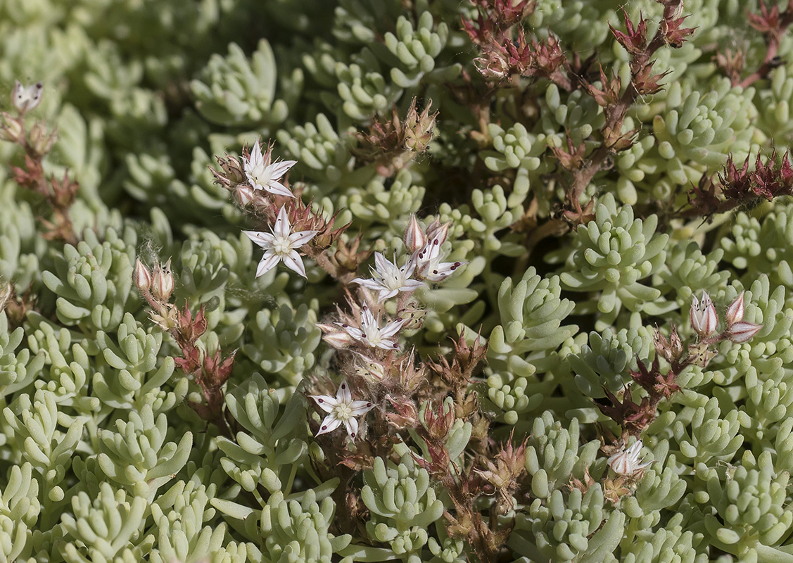 Изображение особи Sedum pallidum.