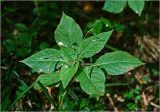 Impatiens parviflora. Верхушка плодоносящего и цветущего растения. Московская обл., Раменский р-н, окр. ж.-д. платформы Хрипань, смешанный лес. 11.09.2025.