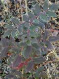 Mahonia aquifolium