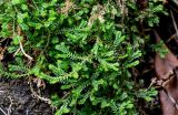 Selaginella kraussiana. Верхушки веточек вегетирующих растений. Португалия, Азорские о-ва, о-в Сан-Мигел, р-н Ашада, опушка смешанного леса. 12.08.2025.