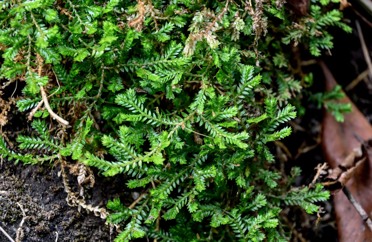 Изображение особи Selaginella kraussiana.