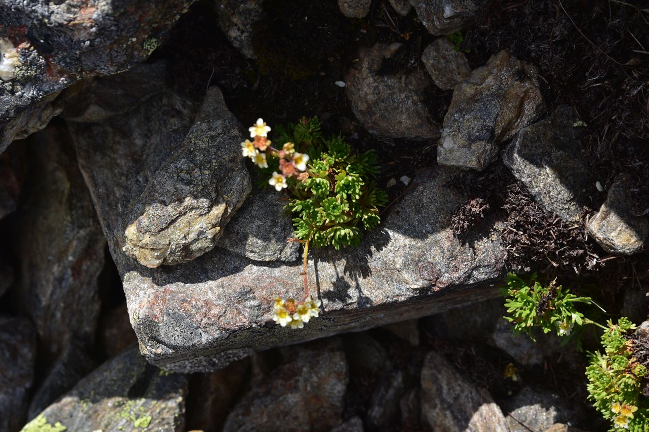Изображение особи род Saxifraga.