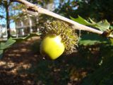 Quercus castaneifolia