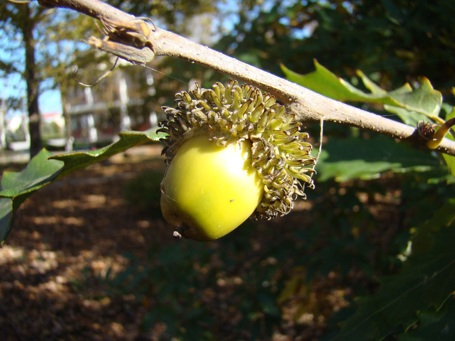 Изображение особи Quercus castaneifolia.