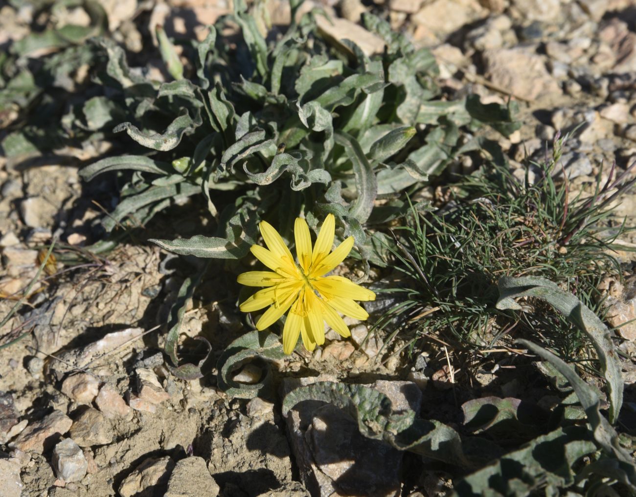 Image of genus Scorzonera specimen.