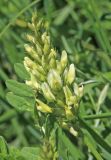 Astragalus cicer