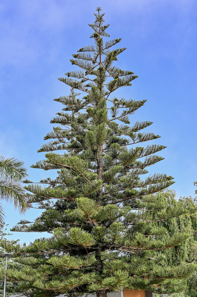 Image of Araucaria heterophylla specimen.